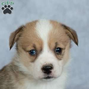 Kylie, Pembroke Welsh Corgi Puppy